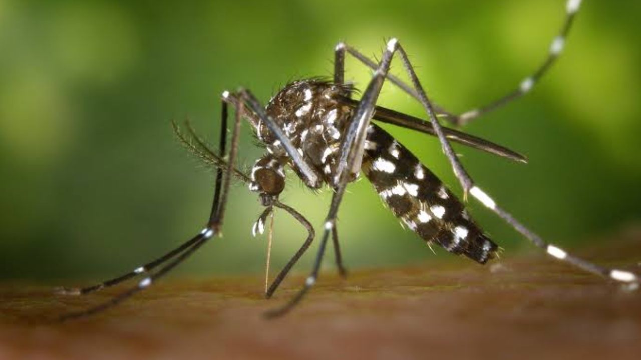 Dengue deaths rise to 71 as one more dies Dengue deaths