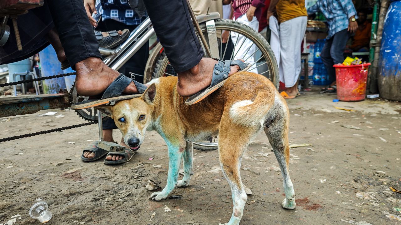 Dog
