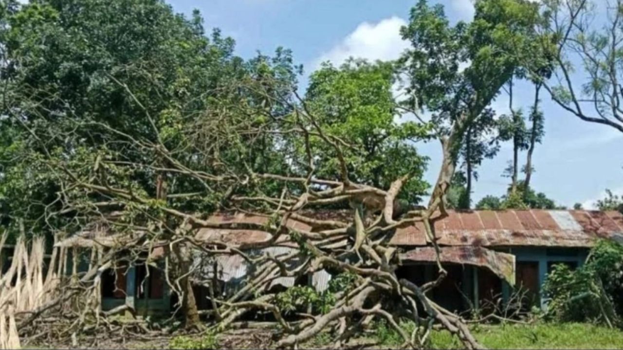 Fallen tree traps school for 4 months, halting classes tree traps school