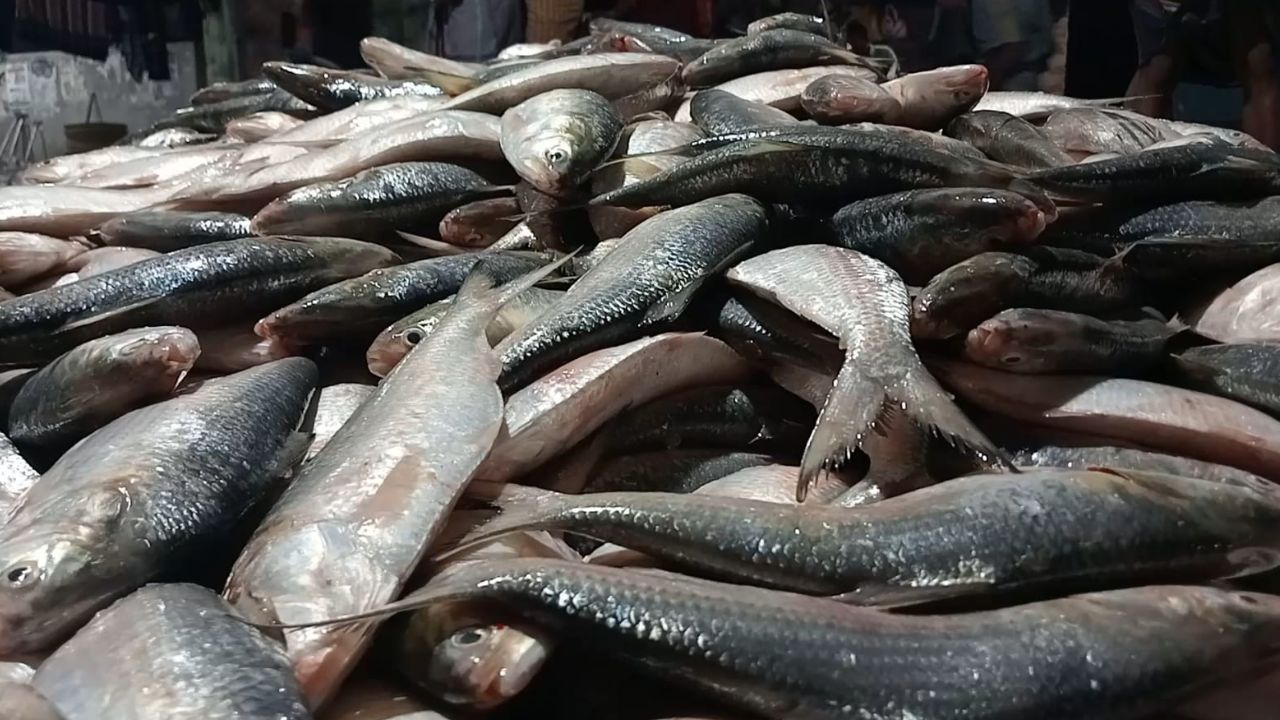 Fisherman Hilsa