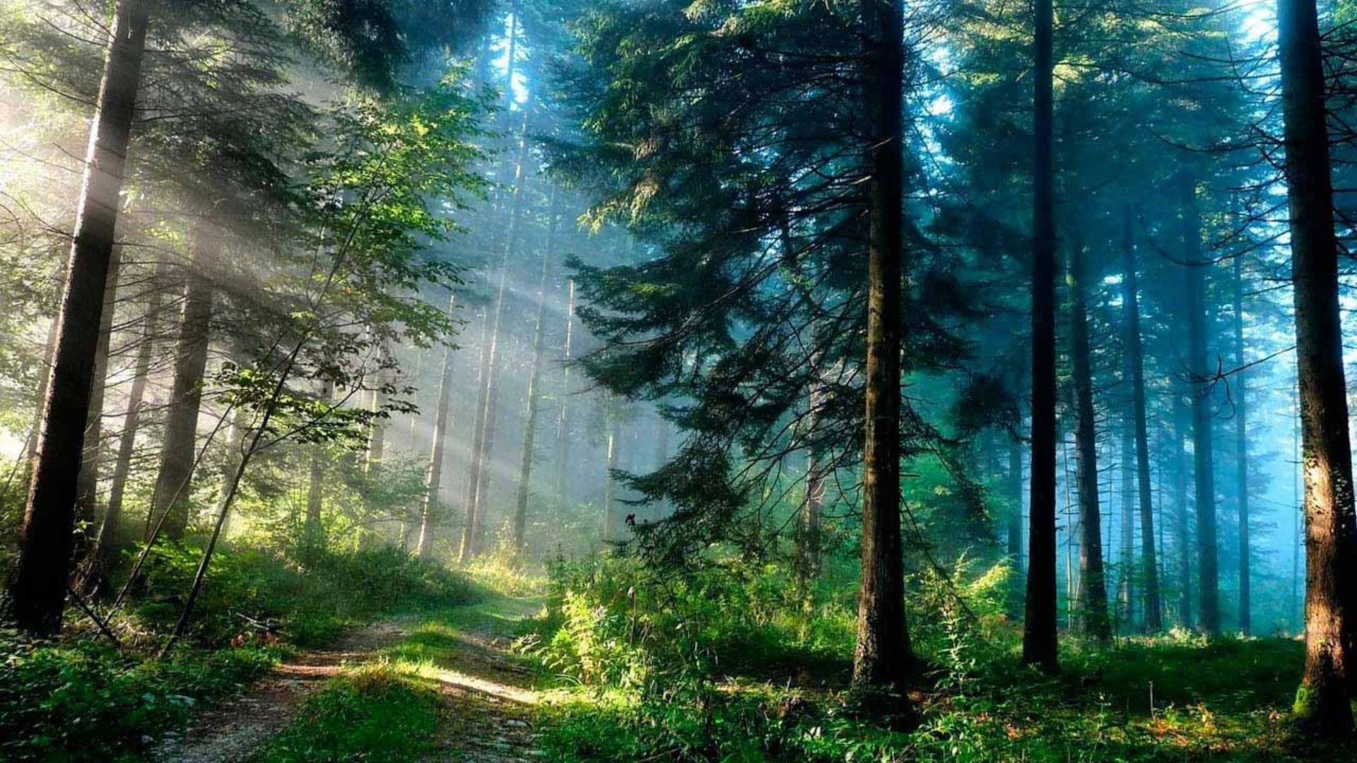 Healing among trees Forest bathing