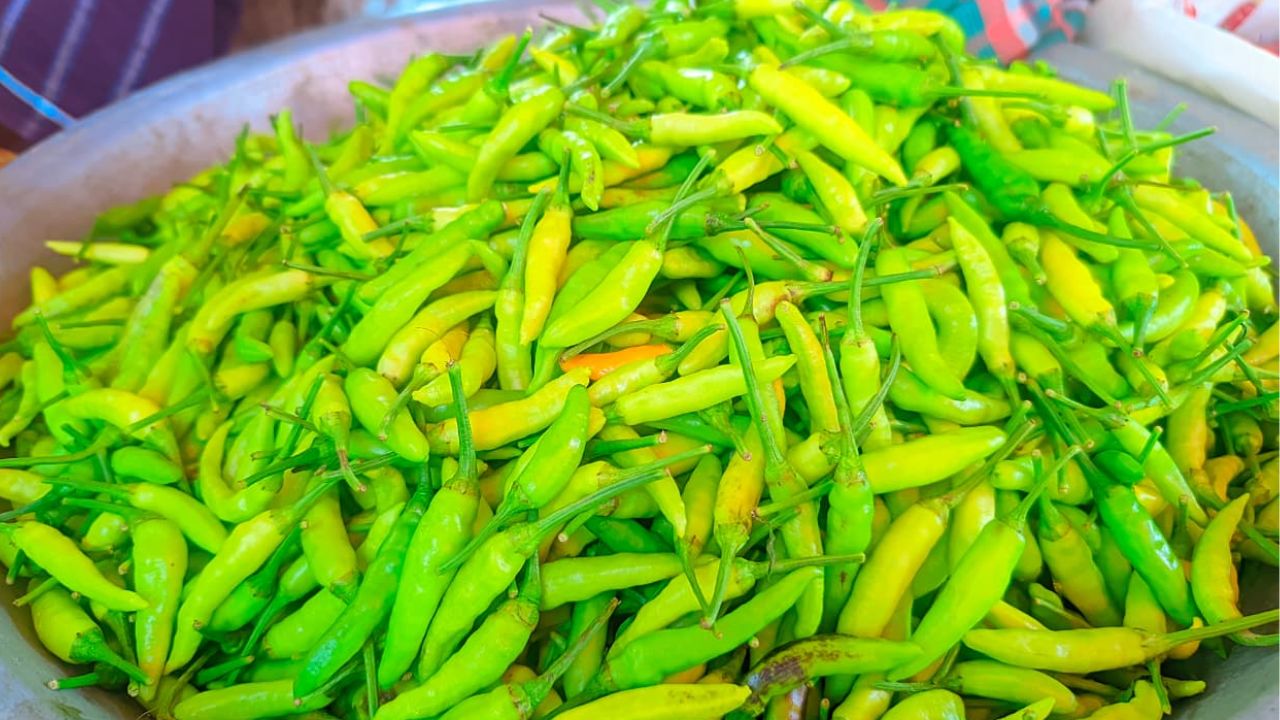 Green chilli prices spike in Naogaon after rains