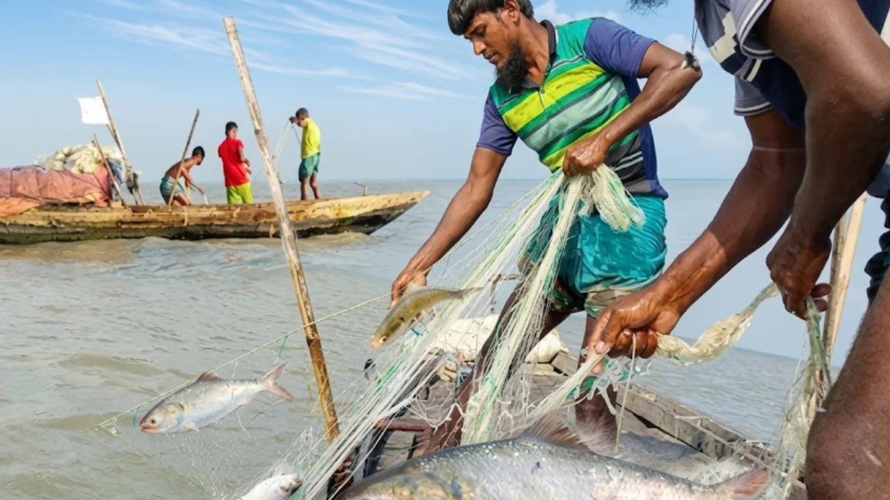 Hilsa fish