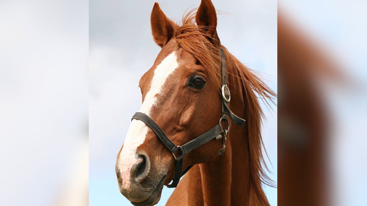 Horses allegedly slaughtered