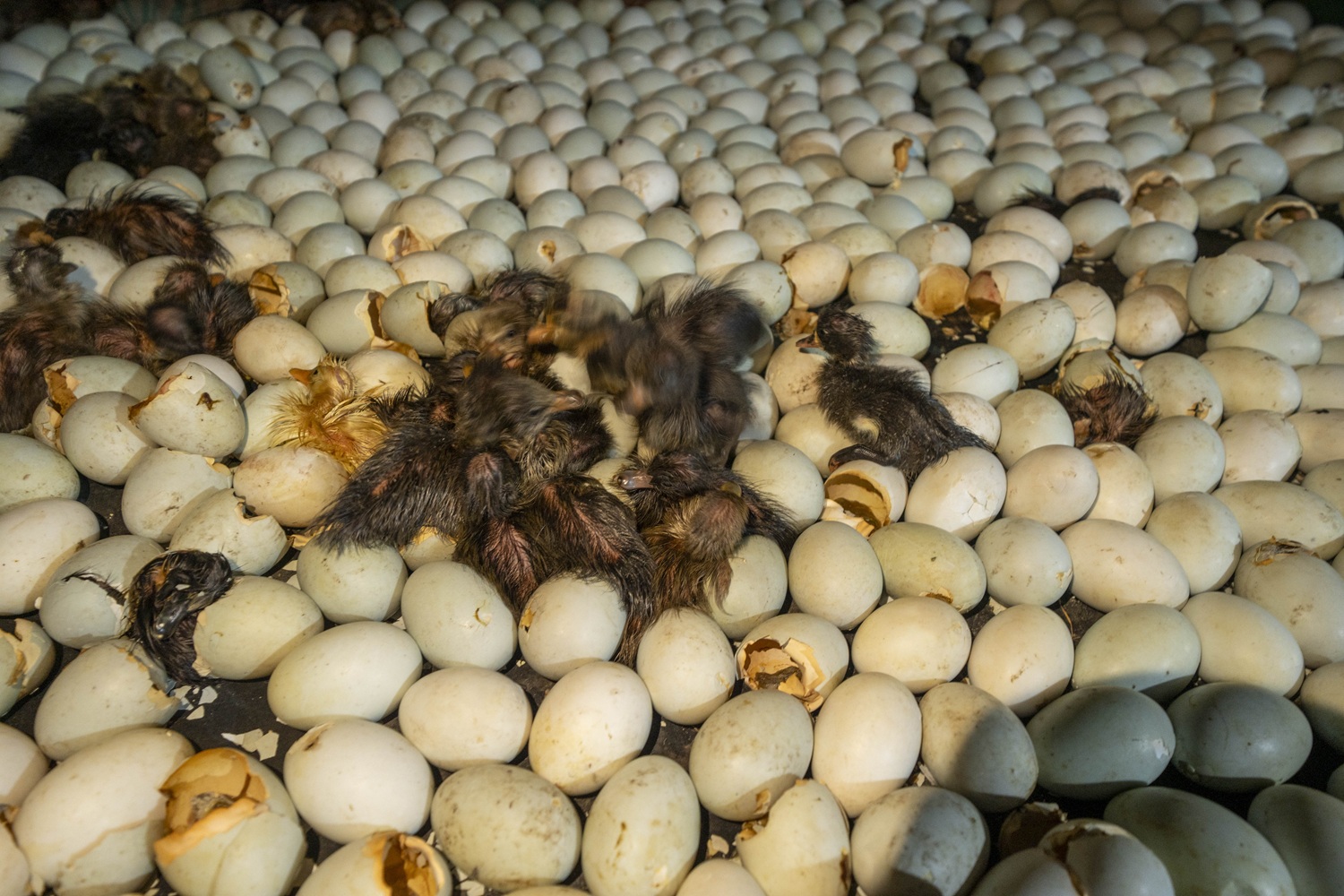 Kishoreganj ducks