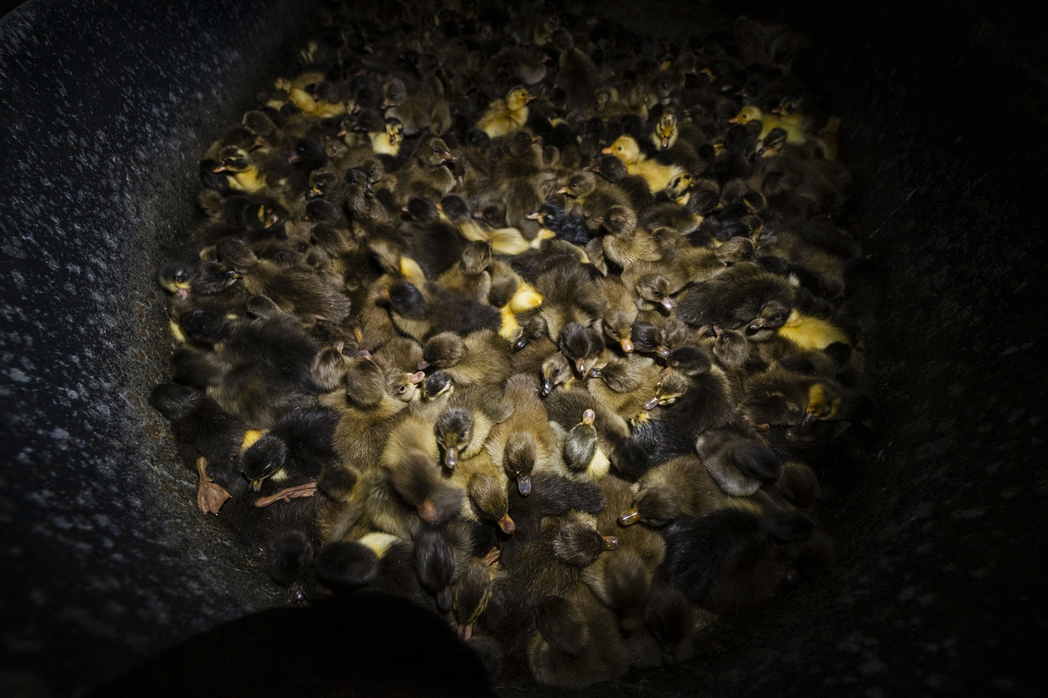 Kishoreganj ducks