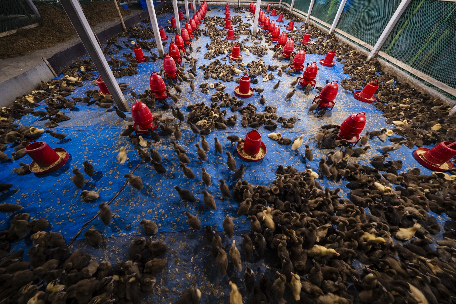 kerosene method duck eggs hatch 
