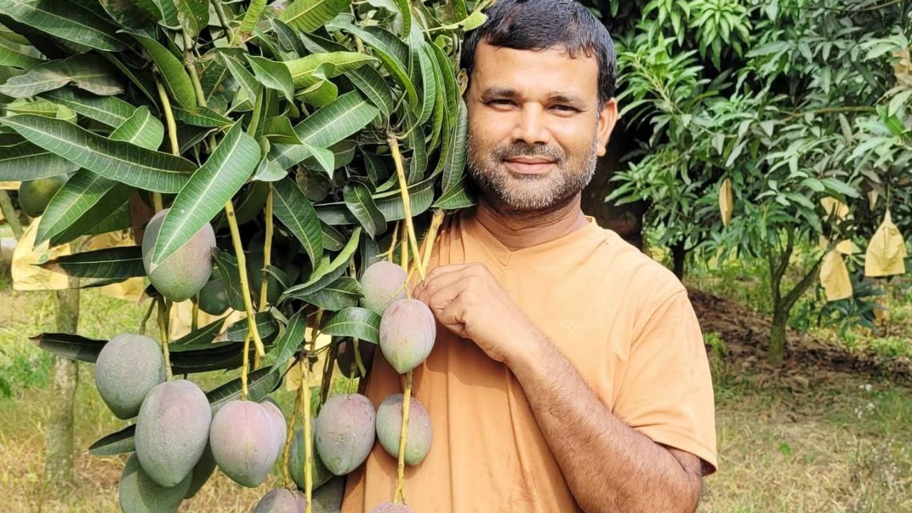 Mango profit Naogaon