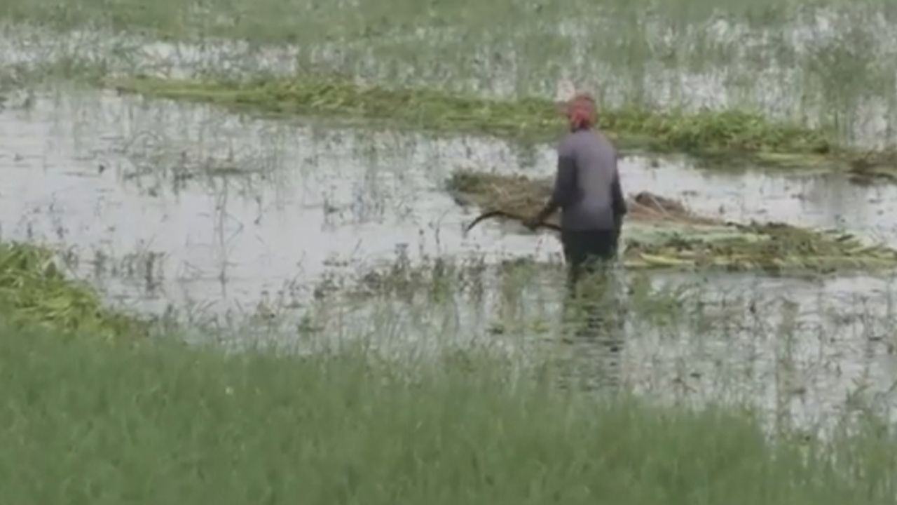 Narail farmers face severe losses as paddy rots Narail paddy rots
