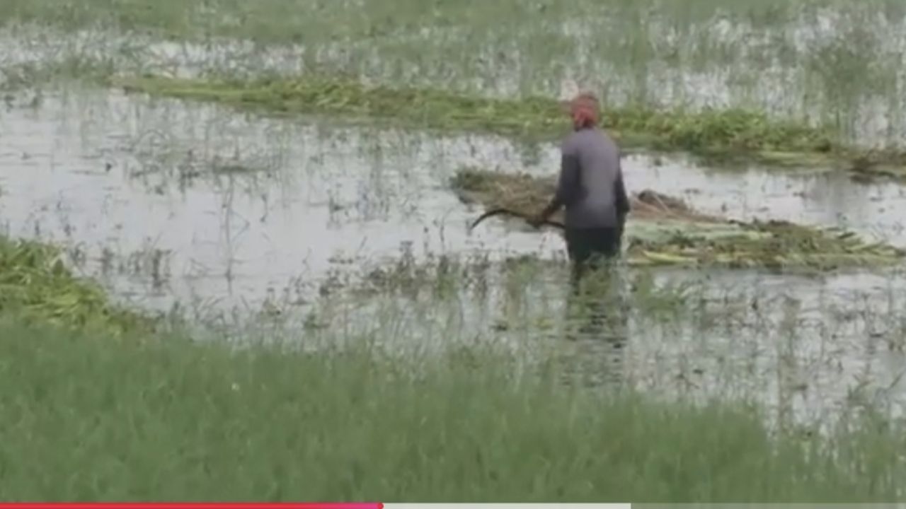 Narail paddy rot