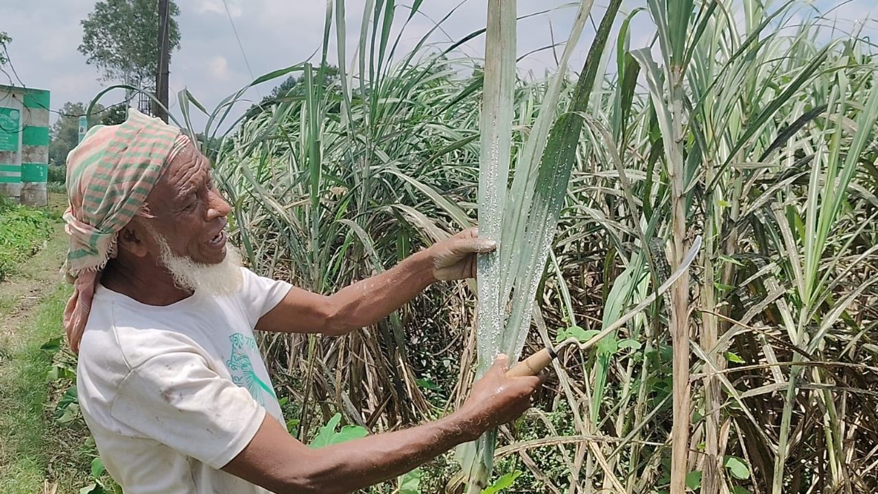 Sugarcane fields thrive amid disease threat