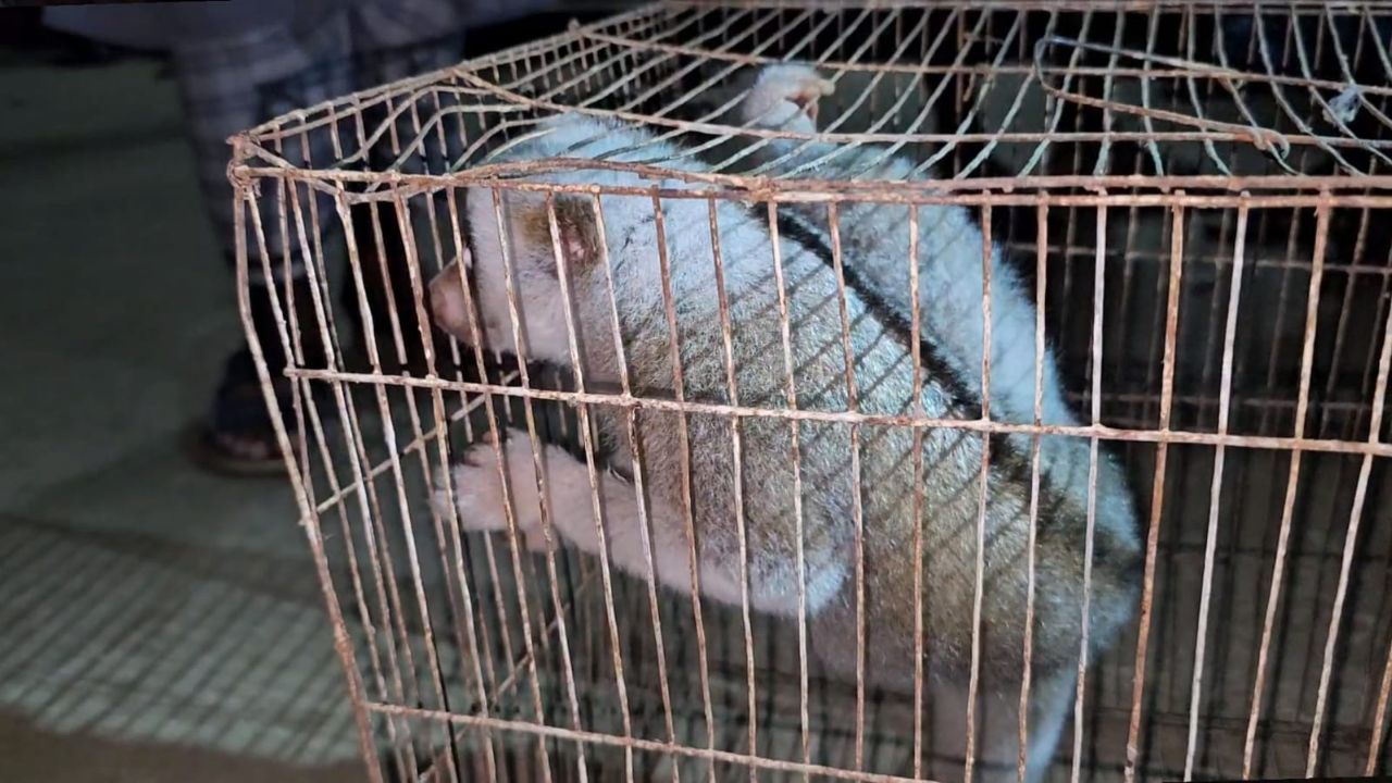 Slow loris Durgapur