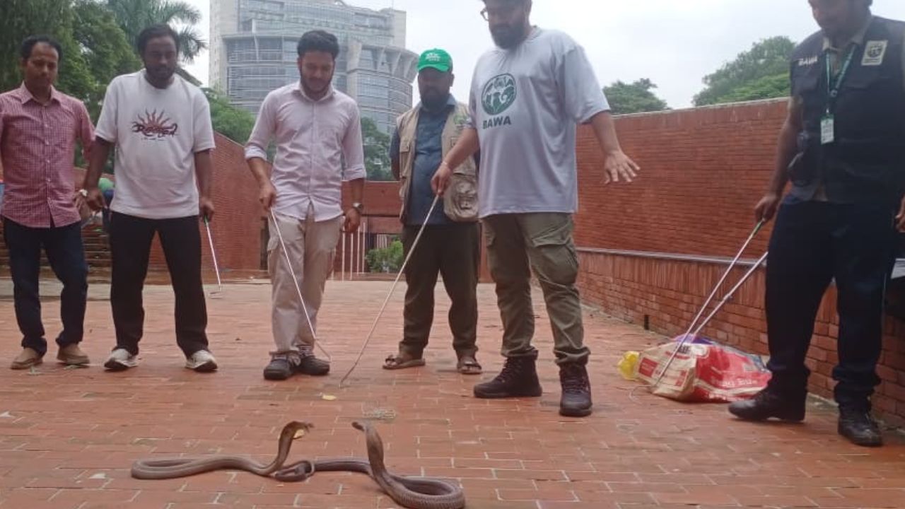 Six cobras rescued, one held in wildlife trafficking raid Wildlife traffciking raid