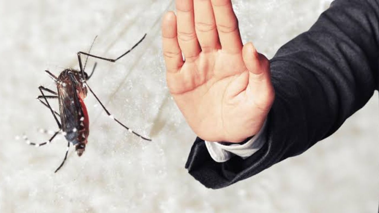 World Mosquito Day
