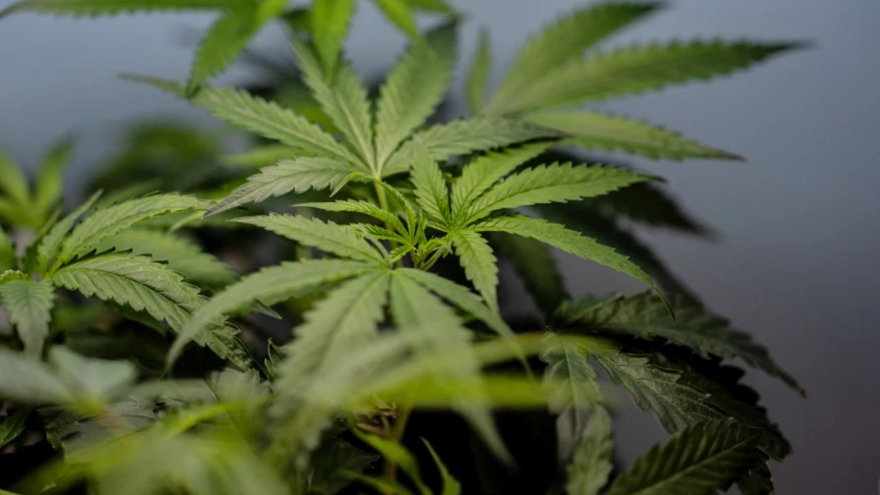 marijuana cannabis