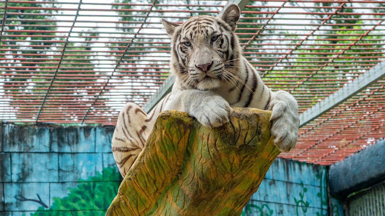 Creature discomforts: Chittagong Zoo’s 37-year struggle Chittagong zoo creature discomforts