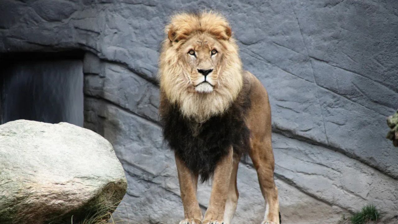 Tokyo zoo reports deaths of 3 lions due to heatstroke lion deaths at Tokyo zoo