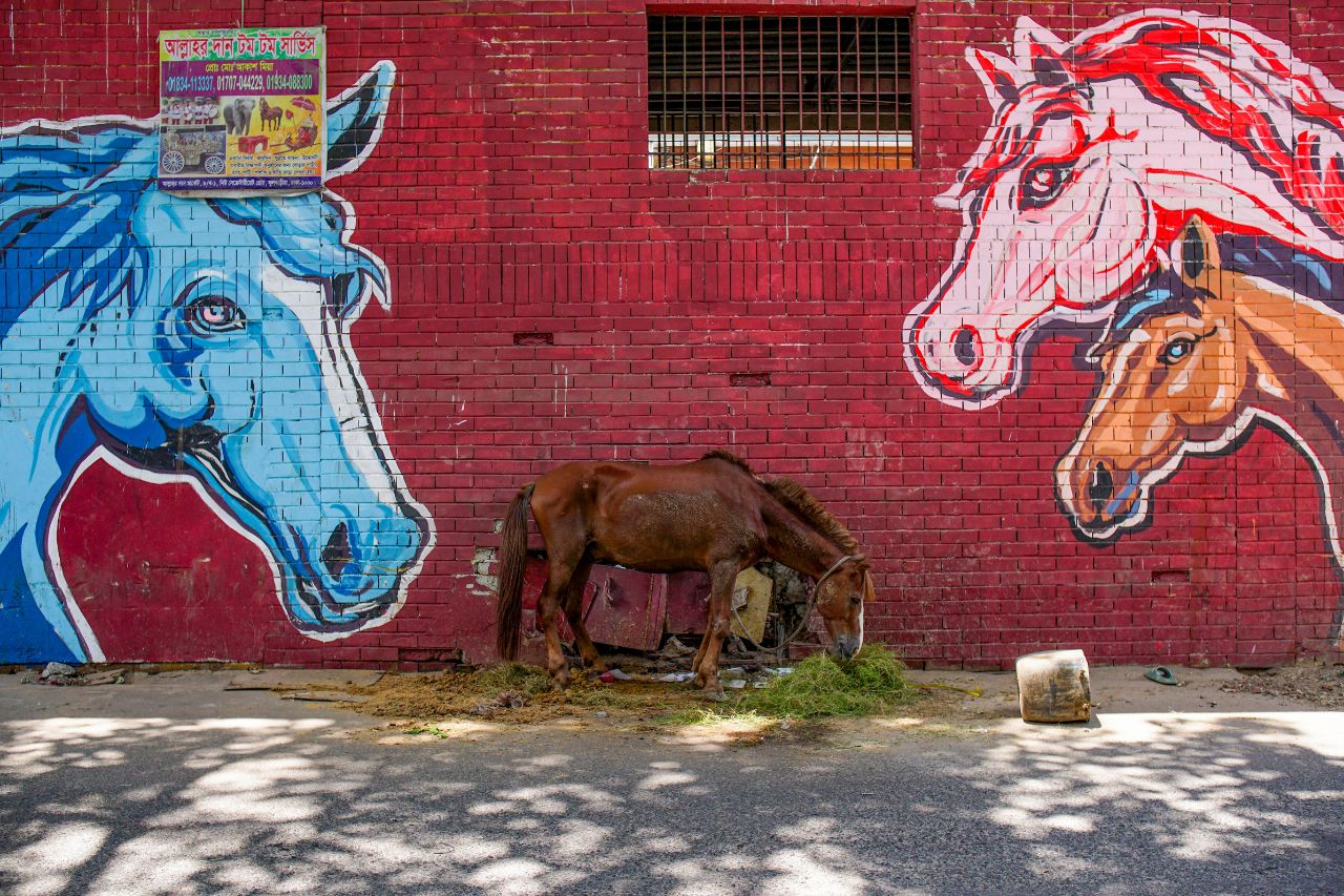 horse 
