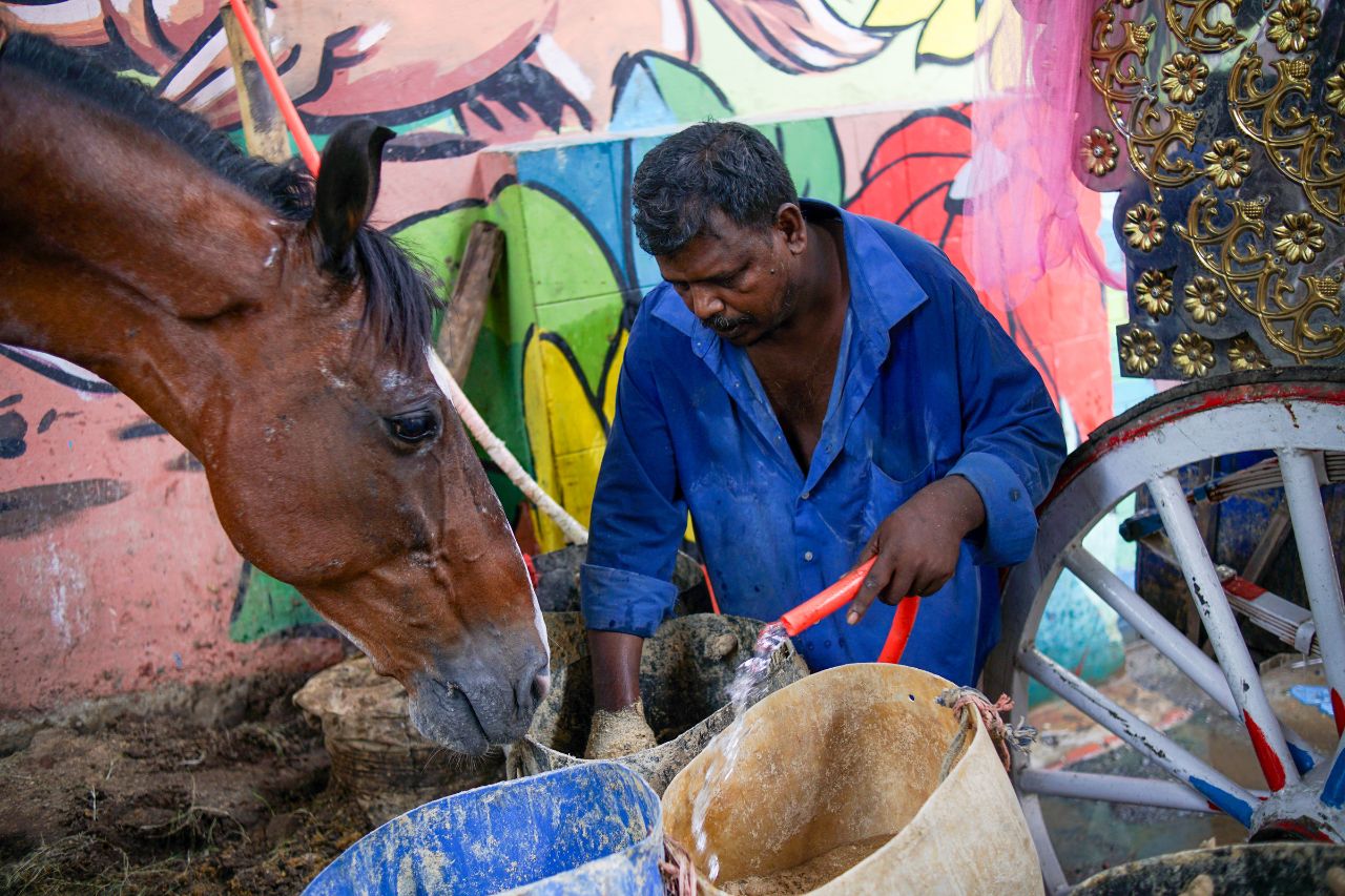 horse 