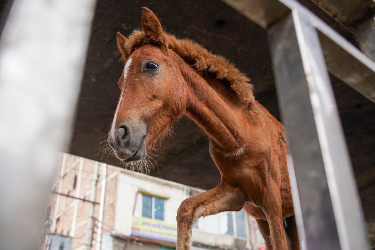 horse 