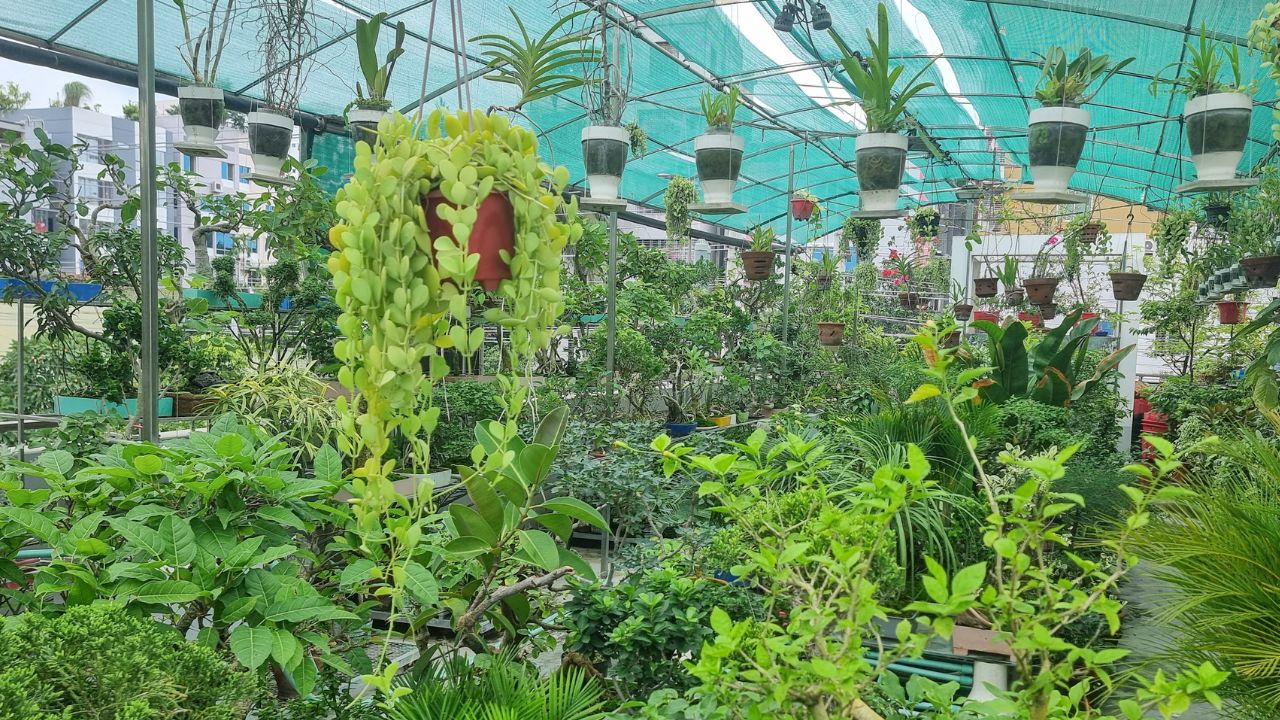 Khulna rooftop gardening
