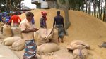 High production, low prices hit Naogaon Aush growers