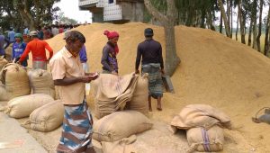 High production, low prices hit Naogaon Aush growers