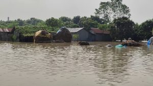 2,500 families marooned as Chapainawabganj rivers near danger mark