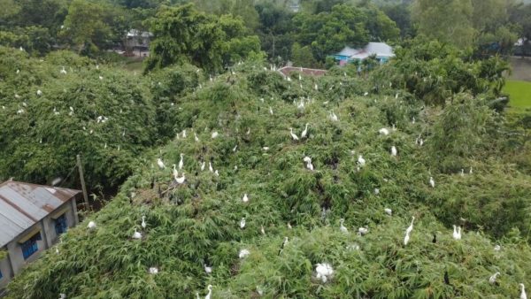 A century-old haven for birds