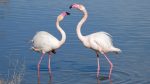 Migratory birds bring Sirajganj wetlands to life