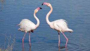Migratory birds bring Sirajganj wetlands to life