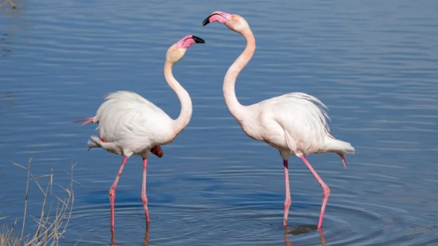 Migratory birds bring Sirajganj wetlands to life