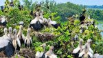 Migratory birds bring Sirajganj wetlands to life