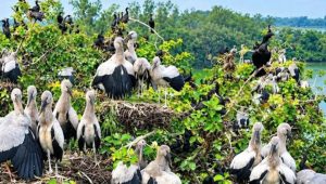 Migratory birds bring Sirajganj wetlands to life