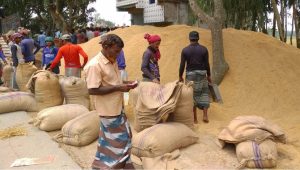 High production, low prices hit Aush season in Naogaon