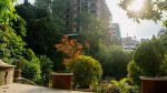 A garden gasping for light