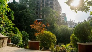 A garden gasping for light