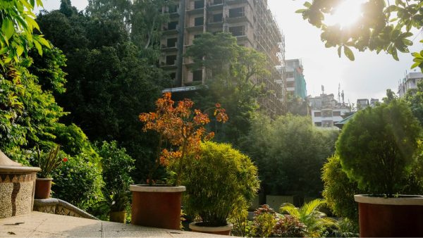 A garden gasping for light