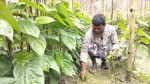 Betel leaf farming brings success in Barind tract