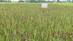 Black Rice cultivation opens new prospects in Dinajpur