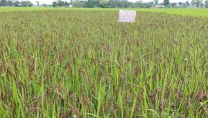 Black Rice cultivation opens new prospects in Dinajpur
