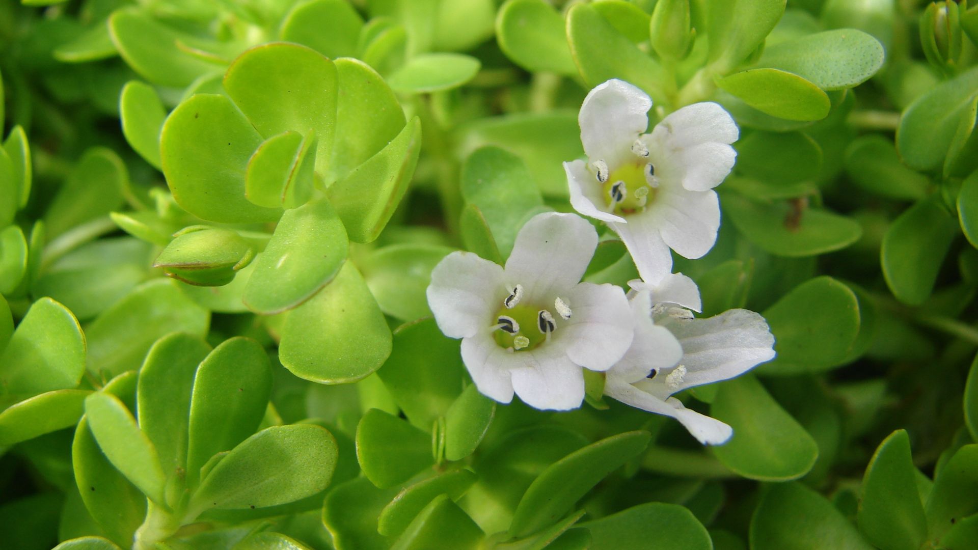 Brahmi: The ancient herb for a modern mind