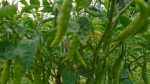 Chilli cultivation expands in Sirajganj with farmers eyeing profits