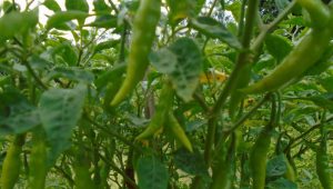 Chilli cultivation expands in Sirajganj with farmers eyeing profits