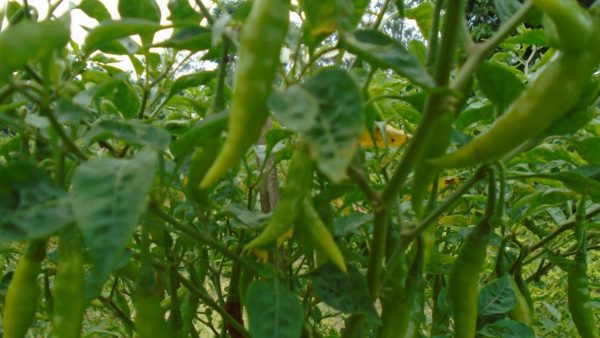 Chilli cultivation expands in Sirajganj with farmers eyeing profits