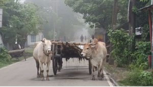 Sudden dense dog appears in Chuadanga