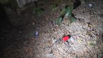 Three crude bombs explode in Gaibandha within four minutes