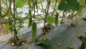 Mulching method gains popularity among farmers in Sirajganj