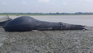 30-foot dead whale floats into Andharmanik River in Barguna
