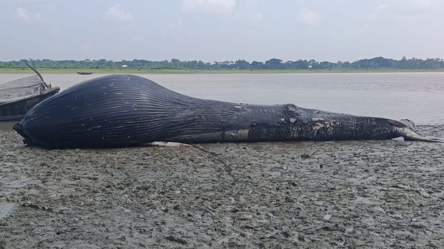 30-foot dead whale floats into Andharmanik River in Barguna